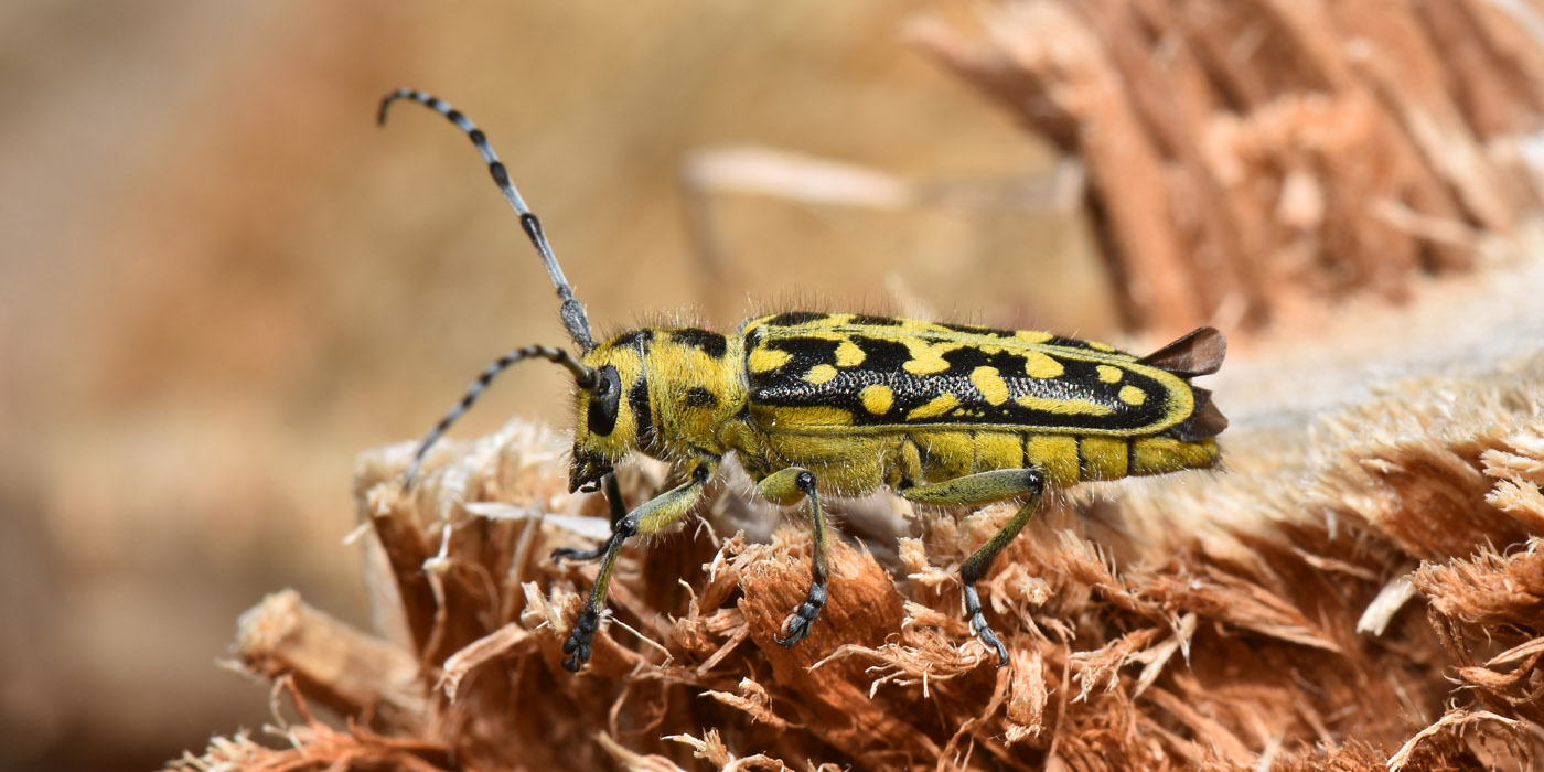 Cerambycidae: Saperda scalaris? S !